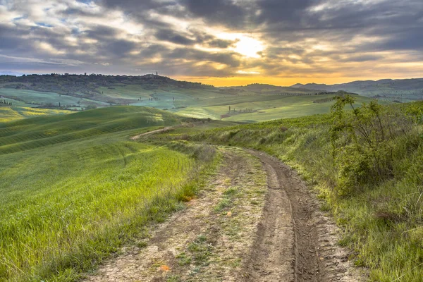 Dirt Track Tranquil Landscape Groups Trees Rolling Hills Val Orcia — Stock Photo, Image