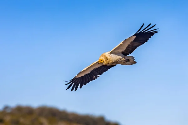 Abutre Egípcio Neophron Percnopterus Voando Contra Céu Azul Pirinéus Espanhóis — Fotografia de Stock