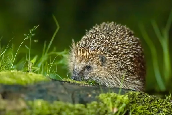 Hedgehog Erinaceus Europaeus Vild Infödd Europeisk Igelkott Med Skogsbakgrund Och — Stockfoto