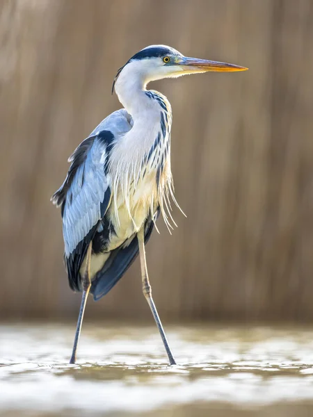 Lov Volavky Šedé Ardea Cinerea Jezera Csaj Národní Park Kiskunsagi — Stock fotografie