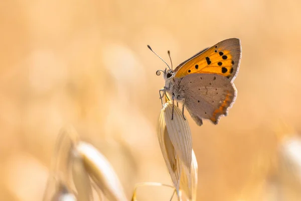 Malý Motýl Mědi Lycaena Phlaeas Sedící Obilninách Poli Slunečného Dne — Stock fotografie