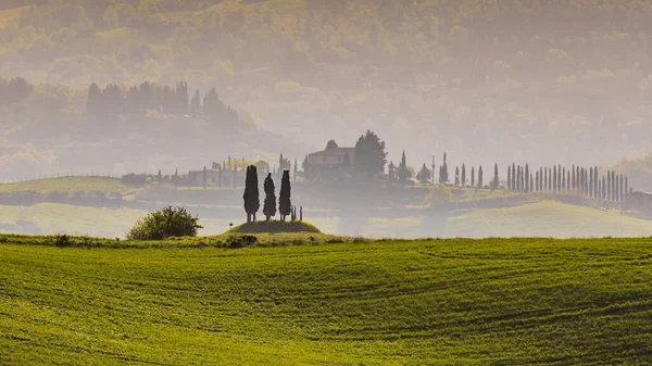 Cypressilhouet Het Ochtendlicht Mistige Heuvels Van Toscane Italië April — Stockfoto