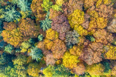 Sonbahar renklerinde karışık ormanın yukarıdan aşağıya görüntüsü. Gasselte, Drenthe, Hollanda. Avrupa 'nın doğasında manzara manzarası.