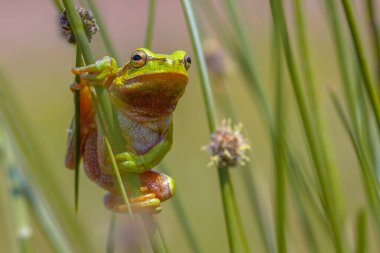 Ağaç Kurbağası (Hyla arborea) ortak acele tırmanma (juncus effusus))