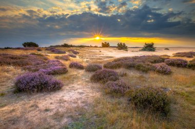 Ulusal park de Hoge Veluwe 'daki Heathland ve değişen kum tepeleri Ağustos' ta bulutlu bir gökyüzünün altında gün batımında.