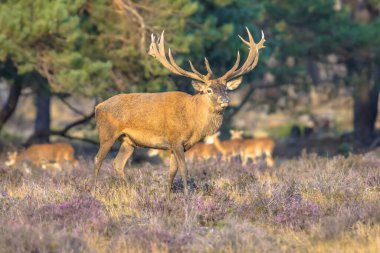 Hollanda 'nın Veluwe kentinde sonbaharda çiftleşme mevsiminde erkek kızıl geyik (Cervus elaphus). Avrupa 'da vahşi yaşam sahnesi.