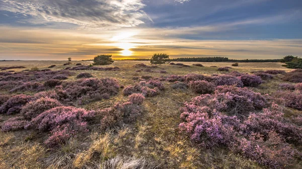 Prachtig Landschap Van Heide Nationaal Park Hoge Veluwe Provincie Gelderland — Stockfoto