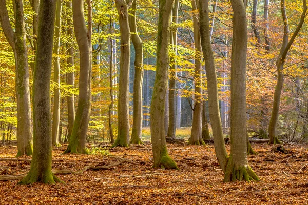 Faggi Nella Foresta Autunnale Con Fogliame Autunnale Colorato Condizioni Nebbiose — Foto Stock