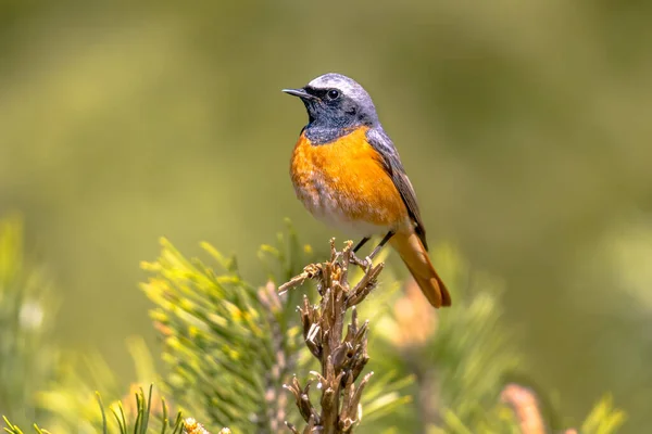 Vanlig Rödstart Phoenicurus Phoenicurus Vacker Fågel Uppsatt Gren Träd Skogen — Stockfoto