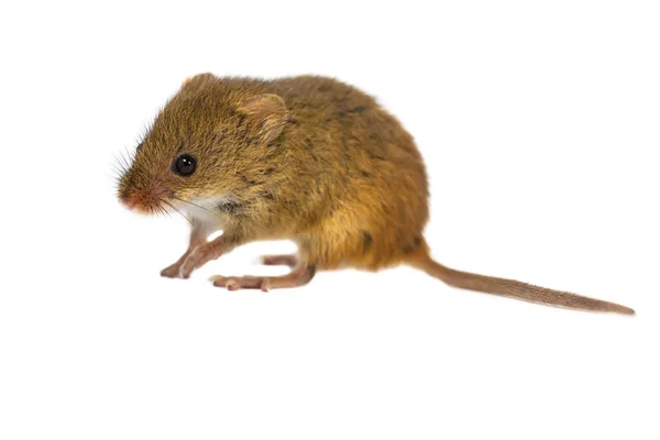 Cute Harvest Mouse Micromys Minutus Walking White Background Studio Shot — Stock Photo, Image