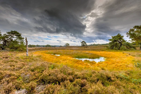 Fen Rezerwacie Przyrody Tongerense Heide Pobliżu Emst Prowincja Gelderland Holandia — Zdjęcie stockowe