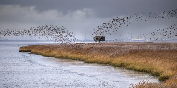 Enorma Flockar Flyttfåglar Europas Starling Sturnus Vulgaris Lyfter Från Utfodringsmiljön — Stockfoto