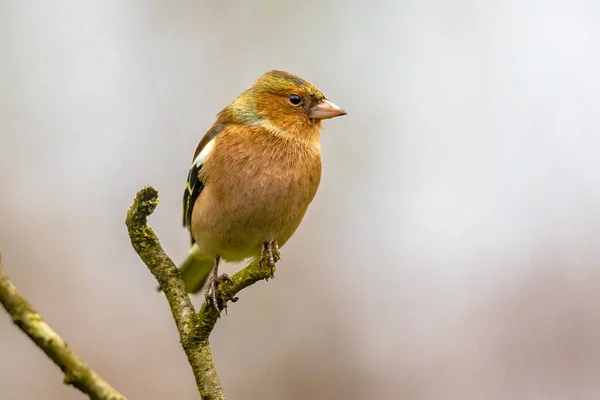 Male Common Chaffinch Fringilla Coelebs Bird Portrait While Standing Tree — Stock Photo, Image