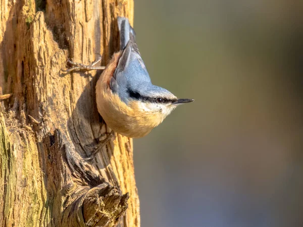 Kleiber Sitta Europaea Wird Auch Kleiber Genannt Der Einem Baumstamm — Stockfoto