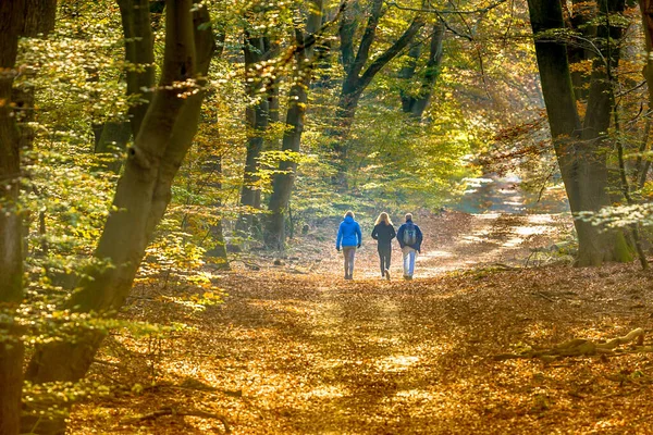 People Strolling Walkway Autumn Forest Colorfull Fall Foliage Hazy Conditions — Stock Photo, Image