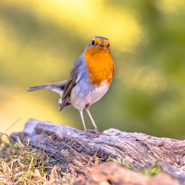 Vörös Vörösbegy Erithacus Rubecula Madár Vadászat Egy Ökológiai Kertben Fényes — Stock Fotó