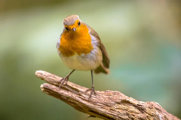 Red Robin Erithacus Rubecula Bird Foraging Ecological Garden Bright Background — Stock Photo, Image