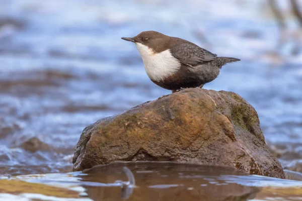 Beyaz Boğazlı Dipper Cinclus Cinclus Doğal Ortamdaki Bir Derenin Hızlı — Stok fotoğraf