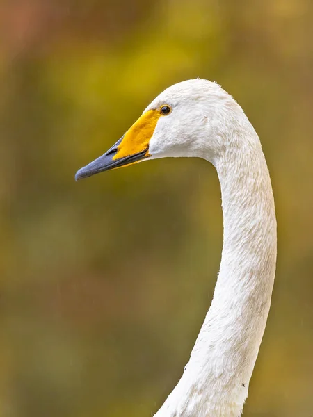 Whooper Swan Cygnus Cygnus Head Wildfowl Bird Green Background Wildlife — Stock Photo, Image