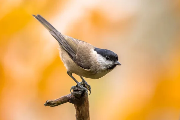 Willow Tit Poecile Montanus Songbird Perched Branch Blurred Colorful Autumn — Stock fotografie