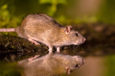 Kahverengi sıçan (Rattus norvegicus) geceleri bankadan su içer. Hollanda 'da. Avrupa 'nın doğasında vahşi yaşam.