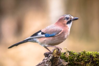 Meraklı Avrasyalı Jay (Garrulus glandarius) liken üzerindeki kuş ve yosunlu ağaç gövdesi, parlak bir arka plan, doğada vahşi yaşam. Hollanda