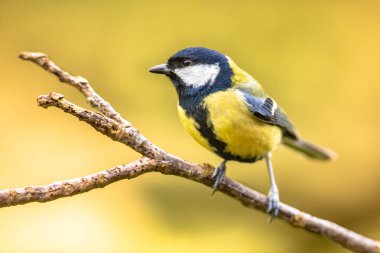 Great tit (Parus major) garden bird perched on branch with beautiful autumn background. Little songbird in nature forest habitat, Wildlife scene from nature.