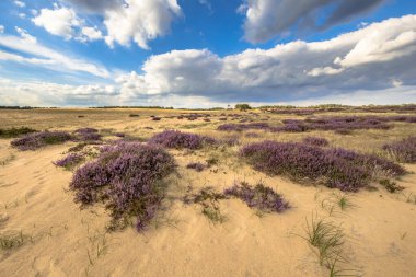 Hollanda 'nın Gelderland Eyaleti' ndeki Hoge Veluwe Ulusal Parkı 'ndaki Heathland manzarası. Avrupa 'daki doğa manzarası.