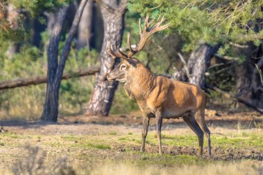 Hollanda 'nın Veluwe kentinde sonbaharda çiftleşme mevsiminde erkek kızıl geyik (Cervus elaphus). Avrupa 'da vahşi yaşam sahnesi.