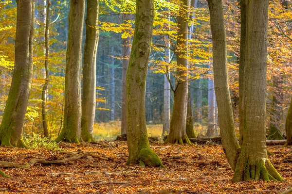 Pyökki Puita Syksyllä Metsässä Värikäs Syksy Lehtineen Epämääräisissä Olosuhteissa Veluwe — kuvapankkivalokuva