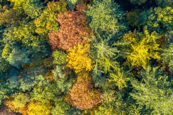 Вид Сверху Смешанного Леса Осенних Цветах Gasselte Drenthe Netherlands Ландшафтные — стоковое фото