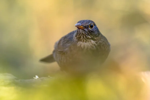 常见的黑鸟 Turdus Merula 欧洲公园和花园中最熟悉的鸟类之一 雌鸟栖息在地面上寻找食物 大自然中的野生动物荷兰 — 图库照片