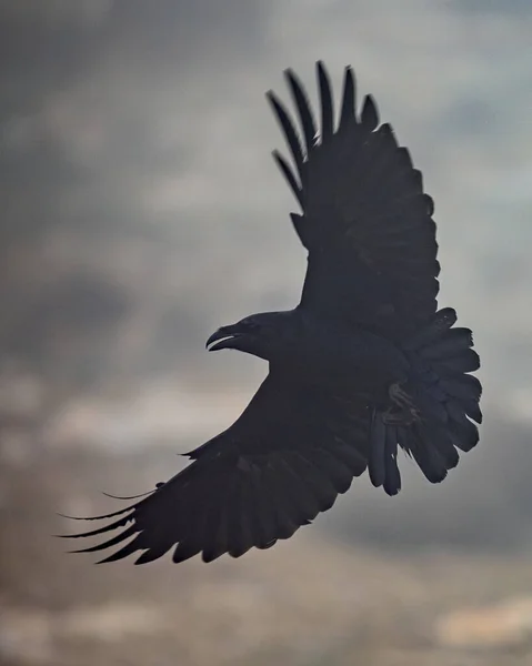 スペインのカタルーニャ州ピレネー山脈の霧の中を飛ぶ一般的なカラス Corvus Corax 彼らは カリオン 小動物 営巣鳥 食品廃棄物に餌を与えます — ストック写真
