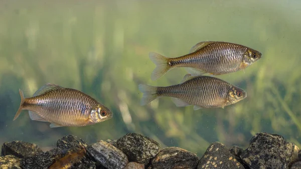 Wilde Fischschwärme Des Bitterlings Rhodeus Amarus Schwimmen Unter Wasser Natürlicher — Stockfoto