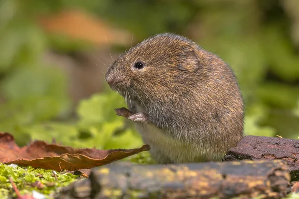 Polní Vole Nebo Krátkoocasé Vole Microtus Agrestis Procházky Přírodním Prostředí — Stock fotografie