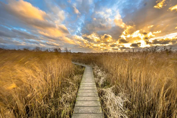 オランダ グロニンゲン州のNatura 2000地域Dollardの塩水湿地を通る木製の歩道 ヨーロッパの自然の中で風の強い条件で風景シーン — ストック写真