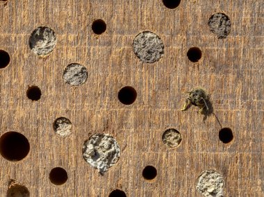 Wild bee building nest in insect hotel in wooden log. teh Netherlands. Wildlife scene in nature of Europe clipart