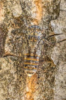 Doğal zemin üzerine kamufle cicada (ağustosböceği orni) böcek