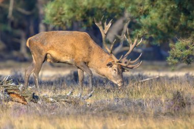 Hollanda 'nın Veluwe kentinde sonbaharda çiftleşme mevsiminde erkek kızıl geyik (Cervus elaphus). Avrupa 'da vahşi yaşam sahnesi.