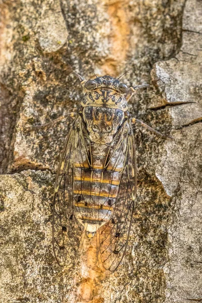 Owad Cykada Cicada Orni Zakamuflowany Naturalne Podłoże — Zdjęcie stockowe