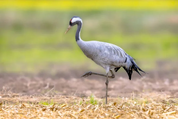 Běžný Jeřáb Grus Grus Velký Stěhovavý Pták Procházející Zemědělském Poli — Stock fotografie