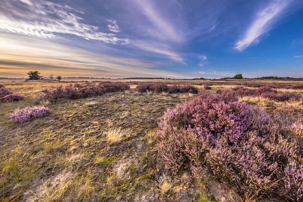 Bezaubernde Landschaft Der Heide Nationalpark Hoge Veluwe Provinz Gelderland Niederlande — Stockfoto