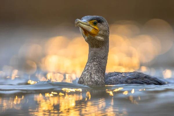 Stor Skarv Phalacrocorax Carbo Med Gyllene Bakgrundsbelysning Solnedgång Reflektion Sjön — Stockfoto