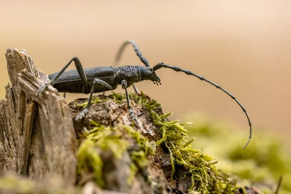 Wielki Żuk Koziorożec Cerambyx Cerdo Słynny Owad Starym Martwym Drewnie — Zdjęcie stockowe