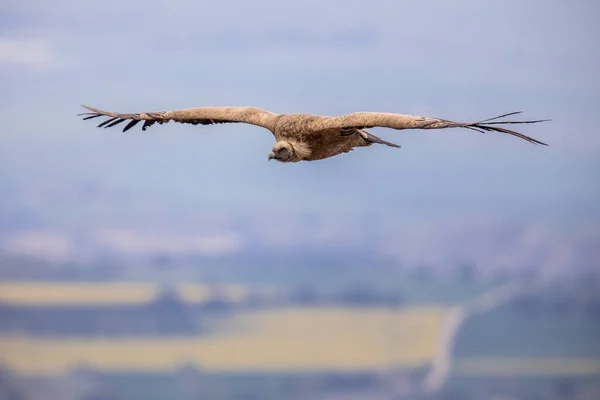 Kijkend Naar Griffon Gier Gyps Vulvus Tijdens Vlucht Van Bovenaf — Stockfoto