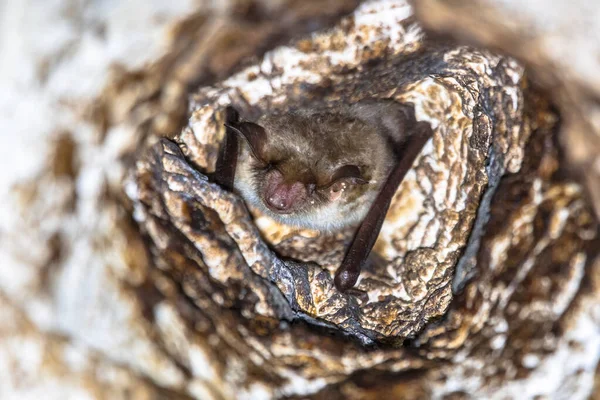 Kleine Mausohr Fledermaus Myotis Blythii Schläft Tagsüber Einem Loch Einem — Stockfoto