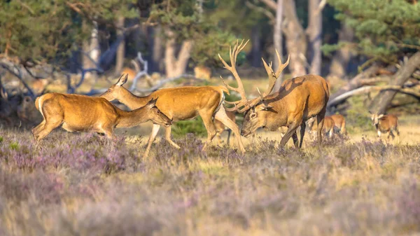 秋のルーティングシーズン中に赤い鹿 Cervus Elaphus オランダのVeluwe ヨーロッパの自然の野生動物のシーン — ストック写真