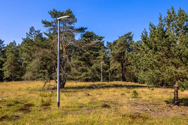 Street light setup in the middle of the forest to study behaviour of nocturnal animals in artificial light. Deelerwoud nature reserve. Veluwe area near the village of Deelen, Gelderland Province, the Netherlands.