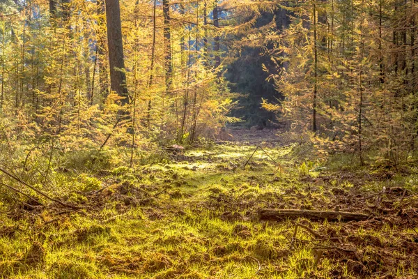 Passerella Nella Foresta Autunnale Con Fogliame Autunnale Colorato Condizioni Nebbiose — Foto Stock