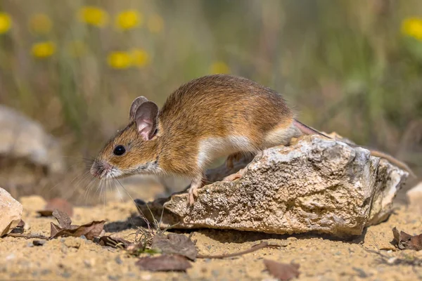 Sárga Nyakú Egér Apodemus Flavicollis Sziklán Nézi Kamera Természetes Élőhely Jogdíjmentes Stock Fotók